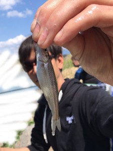 琵琶湖 ホンモロコ釣り q ハヤブサlady 隼華 Hayaka