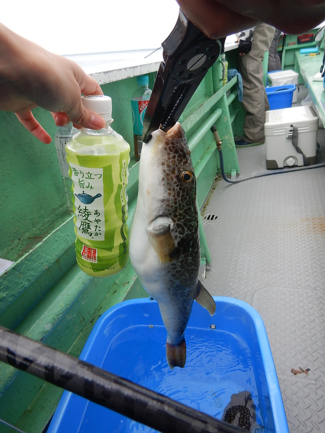 白子シーズン 大洗でフグ釣り ハヤブサlady 隼華 Hayaka