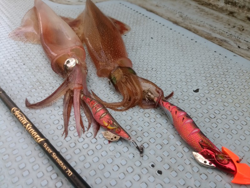 ヤリイカティップラン＆デイイカメタルでイカ三昧🎵 | ハヤブサLady 隼