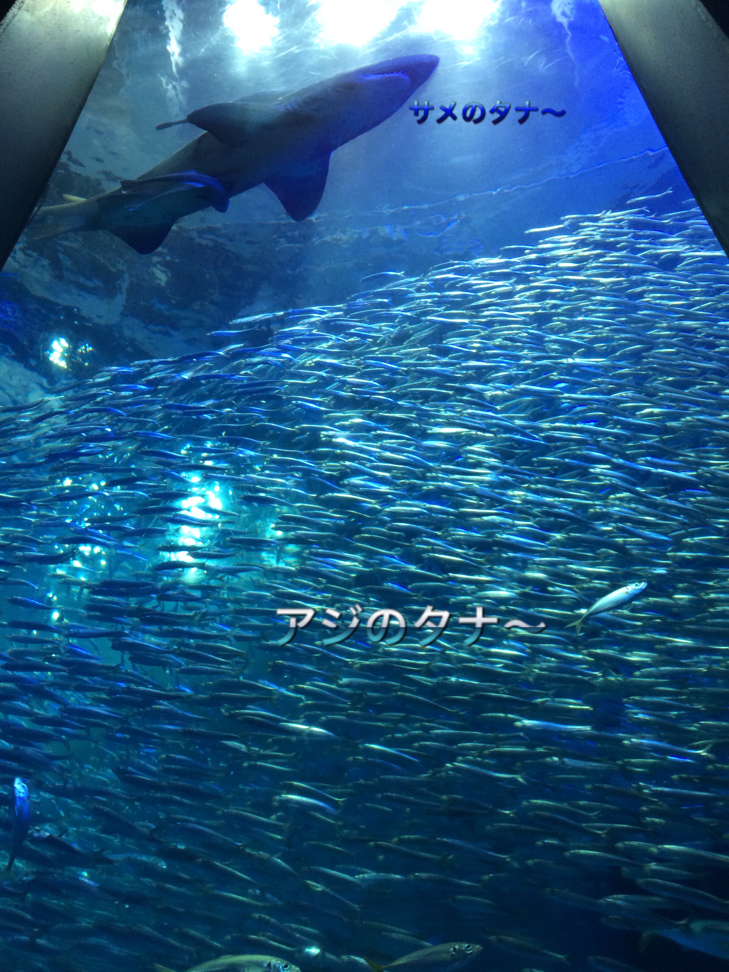 ﾐ く 嬉しい外道 彡 ハヤブサlady 隼華 Hayaka