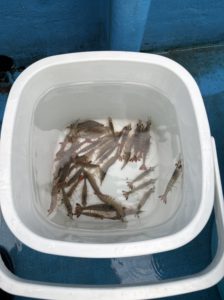 エビエサ