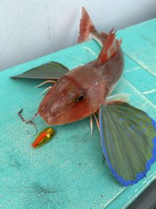 ホウボウ