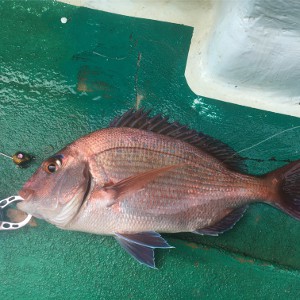 貫撃カブラTGで鯛釣れました