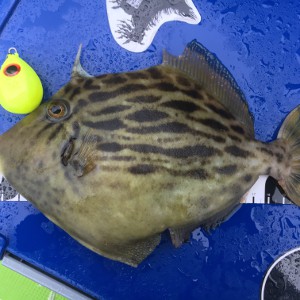 ハヤブサ　目玉集魚シンカーとカワハギ