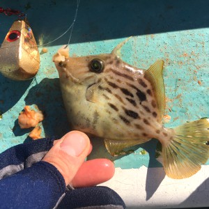 カワハギとハヤブサ　目玉集魚シンカー